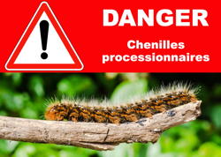 L’ONF alerte sur les dangers de la chenille processionnaire du chêne