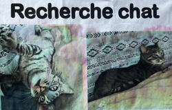 Chat perdu à Longchamp-sur-Aujon