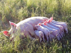 Economie locale: le porc du pré à l’assiette à Maranville