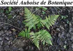 Sortie botanique le 11 juin à Longchamp-sur-Aujon