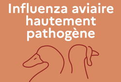 Influenza aviaire : mesures de protection dans l’Aube